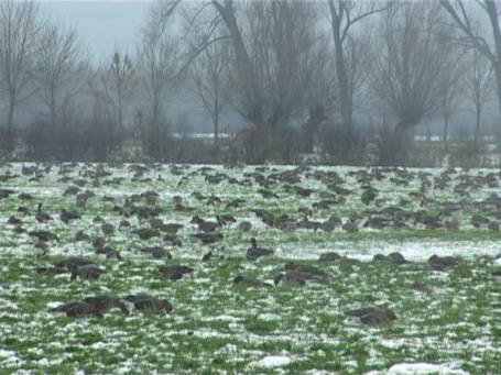 Die Düffel : Wildgänse, Blässgänse auf einer dünnen Schneedecke